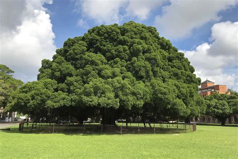 榕樹 陰樹